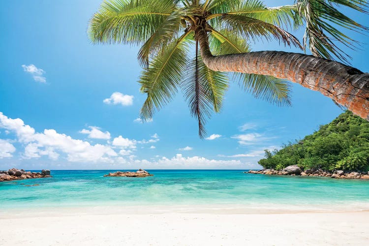 Tropical Beach With Palm Tree