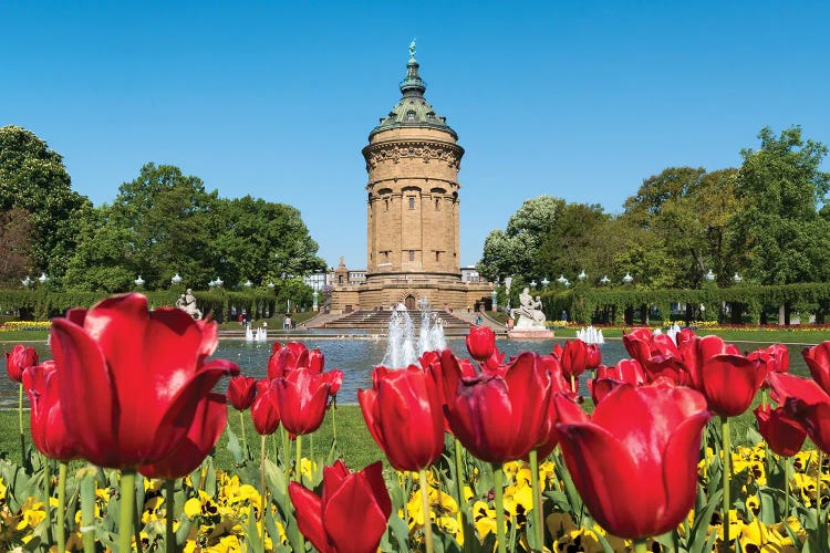 Red Tulip Flowers At The Mannheim Wasserturm In Spring, Baden-Württemberg, Germany