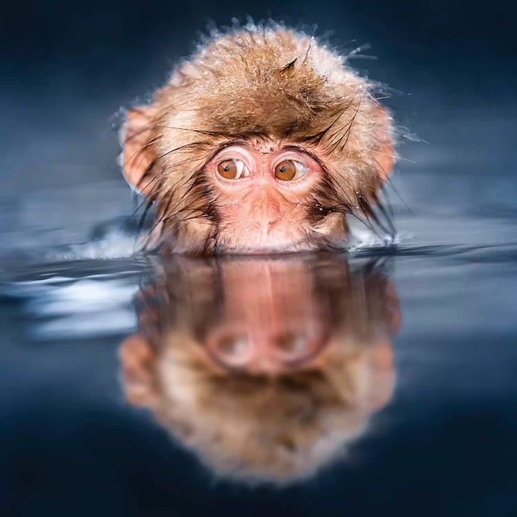 Young Japanese Macaque Taking A Bath In A Hot Spring