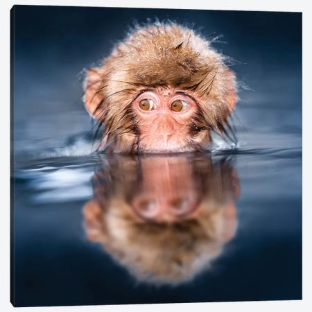 Young Japanese Macaque Taking A Bath In A Hot Spring Canvas Print #JNB125} by Jan Becke Canvas Print