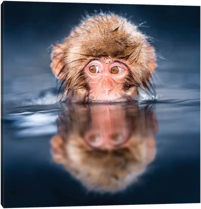 Young Japanese Macaque Taking A Bath In A Hot Spring Canvas Art Print - Monkey Art