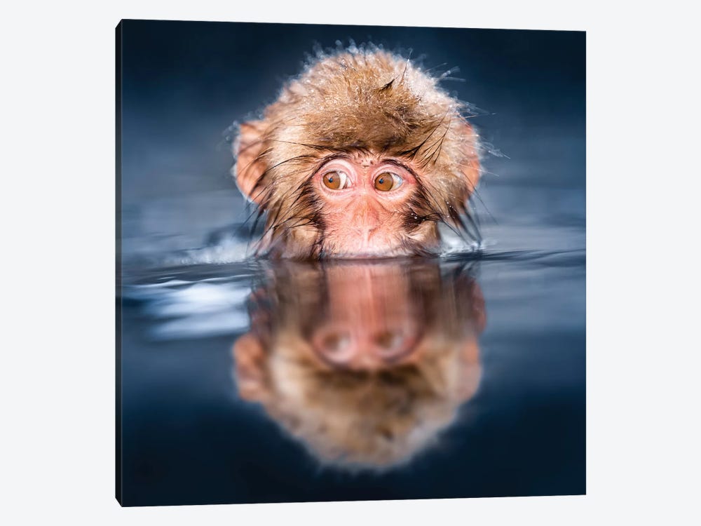 Young Japanese Macaque Taking A Bath In A Hot Spring by Jan Becke 1-piece Art Print