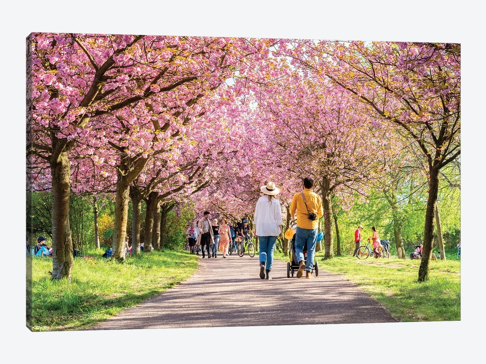 Cherry Blossom In Spring Near Bornholmer Straße, Berlin, Germany by Jan Becke 1-piece Canvas Art