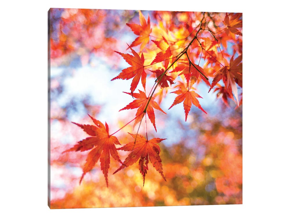 Autumn Leaves Of A Japanese Maple In - Canvas Artwork