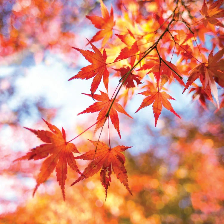 Japanese Maple Tree In Autumn