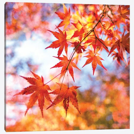 Japanese Maple Tree In Autumn Canvas Print #JNB1415} by Jan Becke Canvas Artwork
