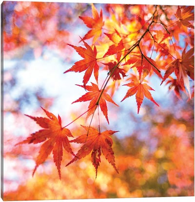 Japanese Maple Tree In Autumn Canvas Art Print - Zen Garden