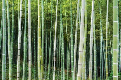 Green Bamboo by Jan Becke art print