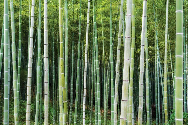 Green Bamboo