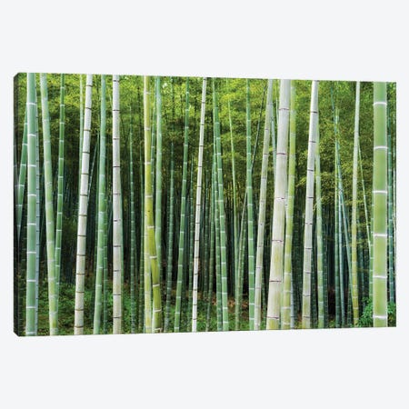 Green Bamboo Canvas Print #JNB1416} by Jan Becke Canvas Artwork