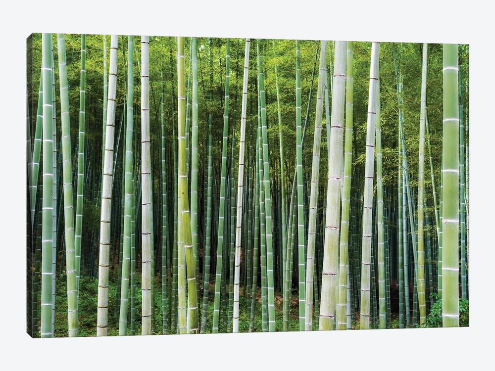 Green Bamboo by Jan Becke 1-piece Canvas Art