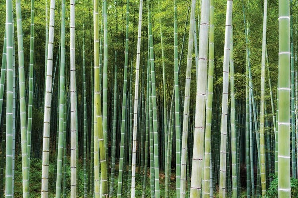 Green Bamboo