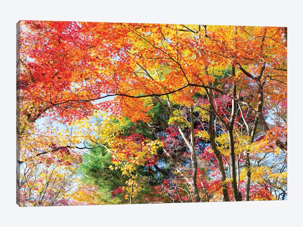Autumn Foliage In Kyoto, Japan by Jan Becke 1-piece Canvas Print