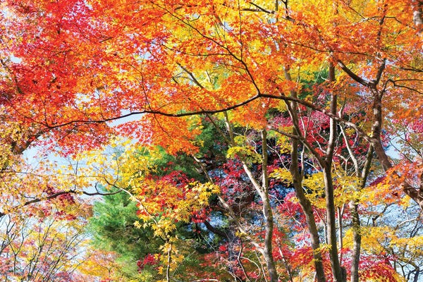 Picturesque Photographers: Autumn Foliage In Kyoto, Japan by Jan Becke