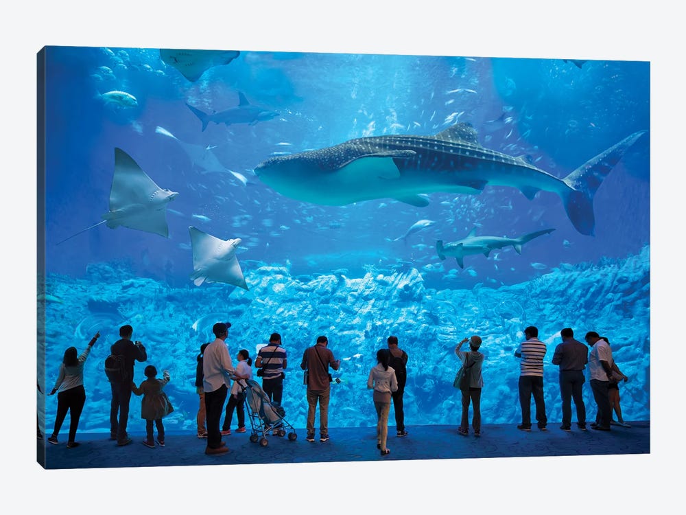 Whale Shark At The Osaka Kaiyukan Aquarium by Jan Becke 1-piece Canvas Print