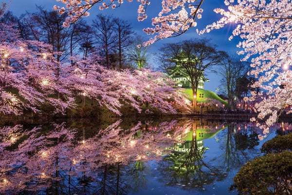 Japan: Cherry Blossom At Takada Castle, Joetsu, Niigata Prefecture, Japan by Jan Becke