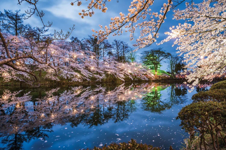 Sakura Festival At Takada Castle, Joetsu, Niigata Prefecture, Japan