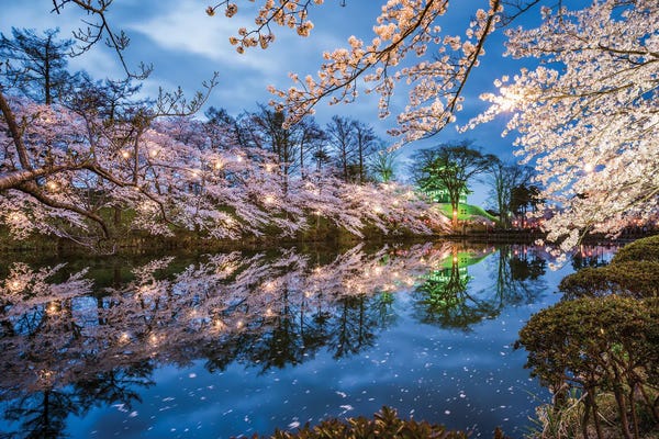 Japan: Sakura Festival At Takada Castle, Joetsu, Niigata Prefecture, Japan by Jan Becke