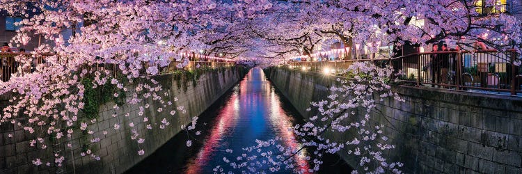 Panoramic View Of A Canal At The Nakameguro Cherry Blossom Festival In Tokyo