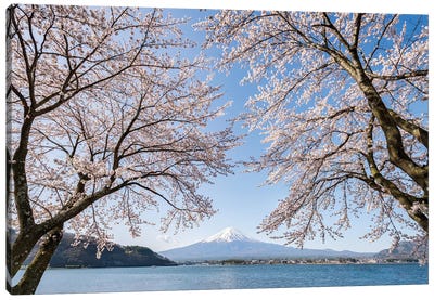 Mount Fuji In Spring With Cherry Blossom Tree, Lake Kawaguchiko, Japan Canvas Art Print