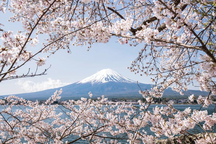 Mount Fuji In Spring With Cherry Blossom Tree