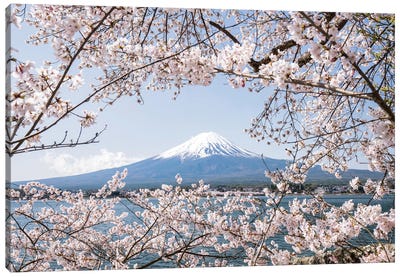 Mount Fuji In Spring With Cherry Blossom Tree Canvas Art Print - Japan Art