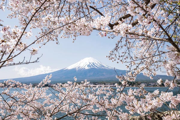 Japan: Mount Fuji In Spring With Cherry Blossom Tree by Jan Becke