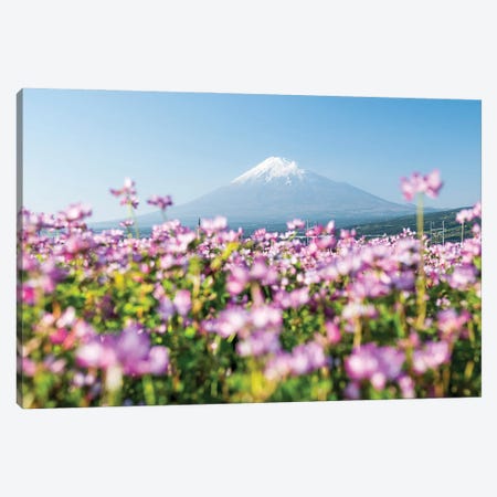 Mount Fuji In Spring With Purple Cosmos Flowers In The Foreground, Shizuoka Prefecture, Honshu, Japan Canvas Print #JNB1496} by Jan Becke Canvas Artwork