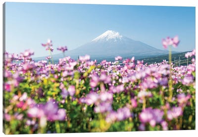 Mount Fuji In Spring With Purple Cosmos Flowers In The Foreground, Shizuoka Prefecture, Honshu, Japan Canvas Art Print