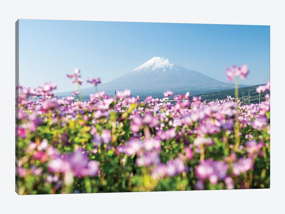 Mount Fuji In Spring With Purple Cosmos Flowers In The Foreground, Shizuoka Prefecture, Honshu, Japan by Jan Becke 1-piece Canvas Art