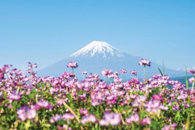 Mount Fuji In Spring With Purple Cosmos Flowers, Shizuoka Prefecture, Honshu, Japan by Jan Becke gallery poster