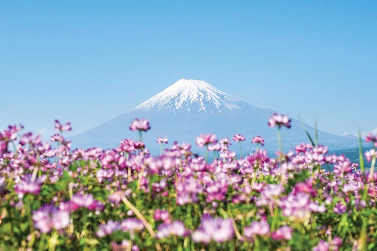 Mount Fuji In Spring With Purple Cosmos Flowers, Shizuoka Prefecture, Honshu, Japan