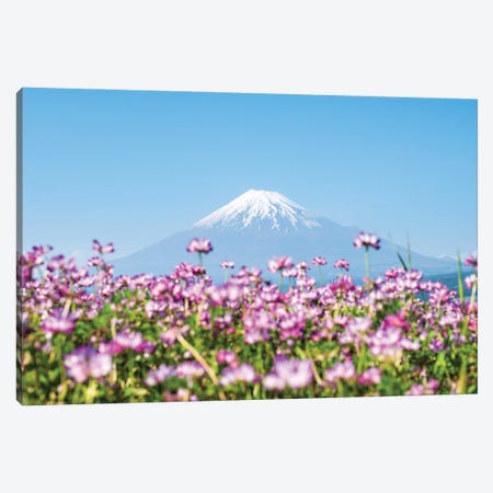 Mount Fuji In Spring With Purple Cosmos Flowers, Shizuoka Prefecture, Honshu, Japan Canvas Print #JNB1497} by Jan Becke Canvas Art