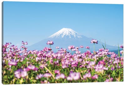 Mount Fuji In Spring With Purple Cosmos Flowers, Shizuoka Prefecture, Honshu, Japan Canvas Art Print