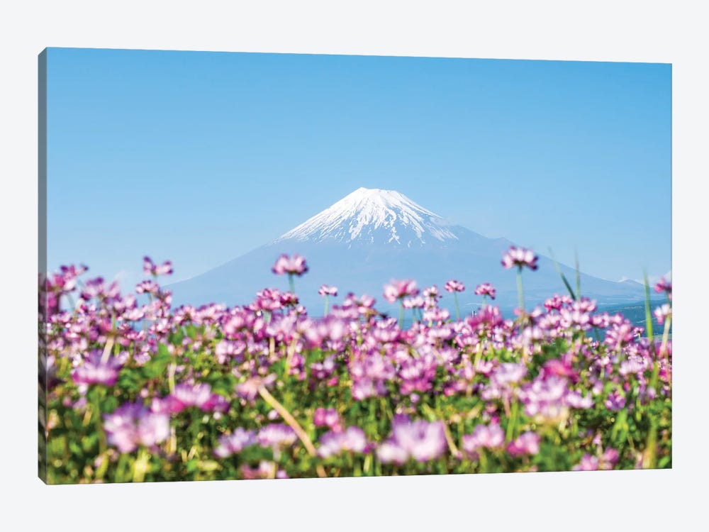 Mount Fuji In Spring With Purple Cosmos Flowers, Shizuoka Prefecture, Honshu, Japan by Jan Becke 1-piece Canvas Print