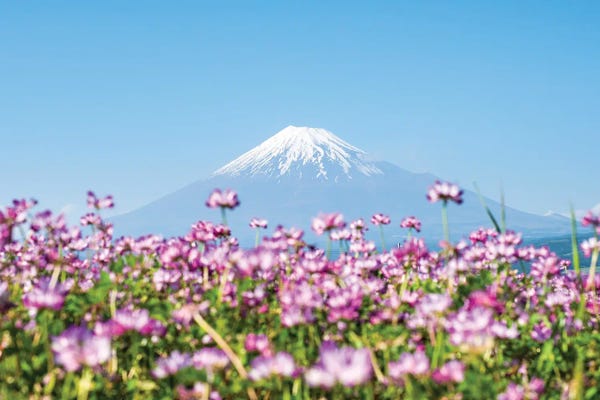 Mt.Fuji: Mount Fuji In Spring With Purple Cosmos Flowers, Shizuoka Prefecture, Honshu, Japan by Jan Becke