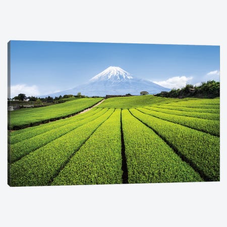Mount Fuji And Green Tea Fields, Shizuoka Prefecture Canvas Print #JNB1498} by Jan Becke Canvas Print