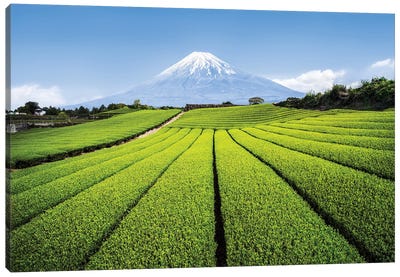 Mount Fuji And Green Tea Fields, Shizuoka Prefecture Canvas Art Print