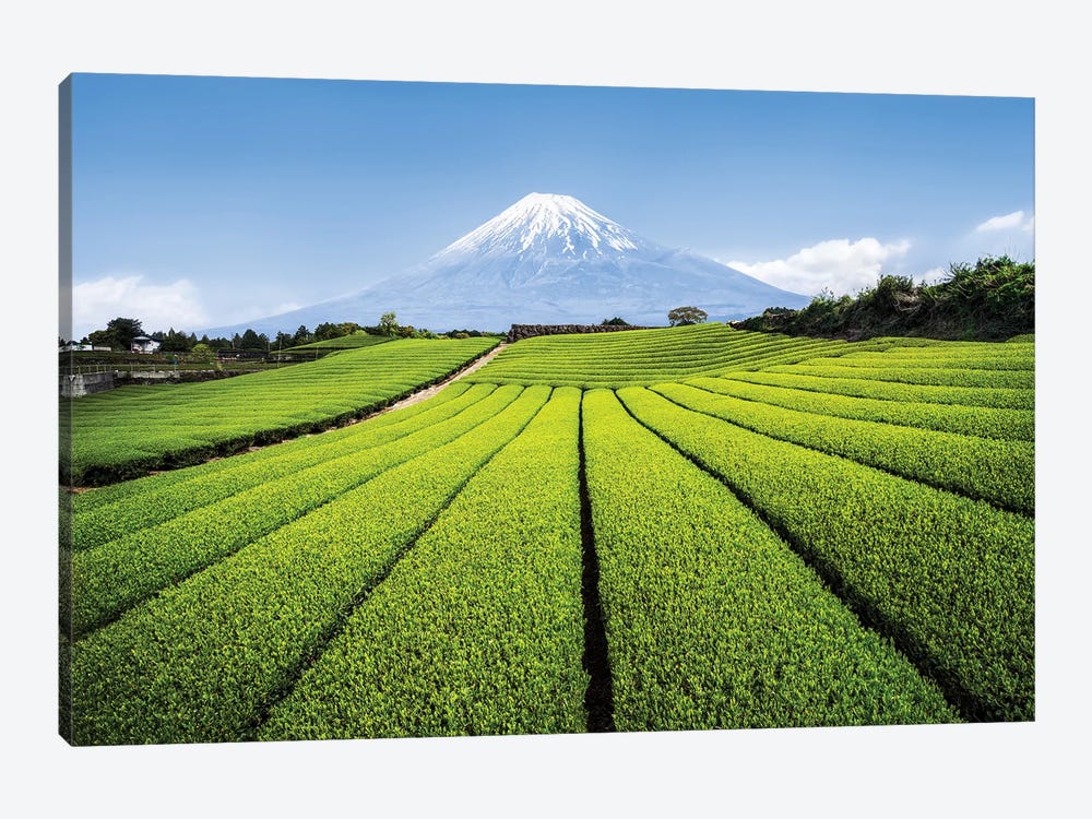 Mount Fuji And Green Tea Fields, Shizuoka Prefecture by Jan Becke 1-piece Canvas Artwork