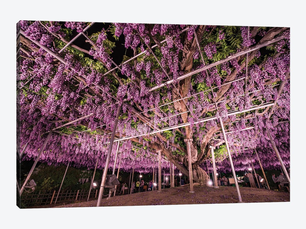 Wisteria Tree At The Ashikaga Flower Park, Tochigi Prefecture, Japan by Jan Becke 1-piece Canvas Print
