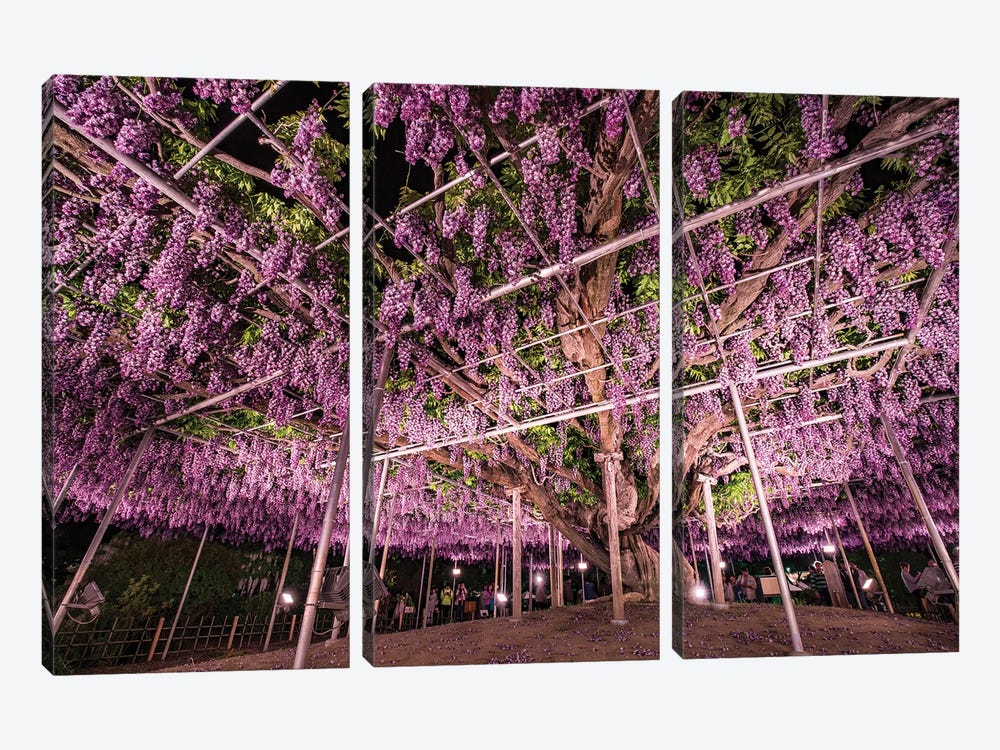 Wisteria Tree At The Ashikaga Flower Park, Tochigi Prefecture, Japan by Jan Becke 3-piece Canvas Print