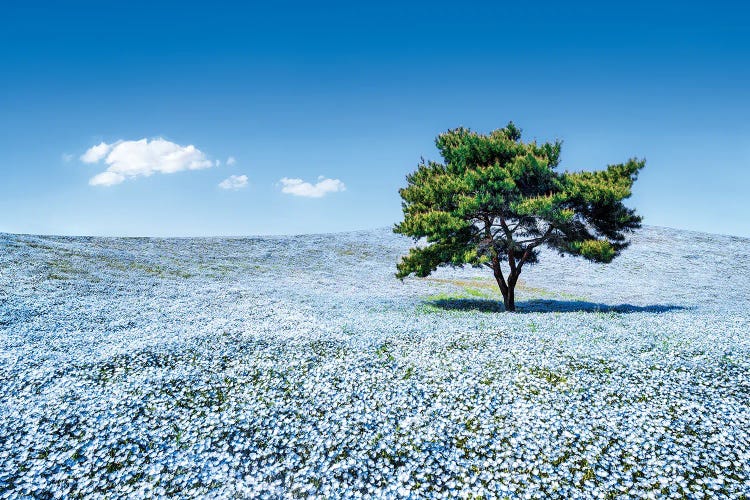 Baby Blue Eyes Nemophila Flowers In Full Bloom, Hitatchi Seaside Park, Japan