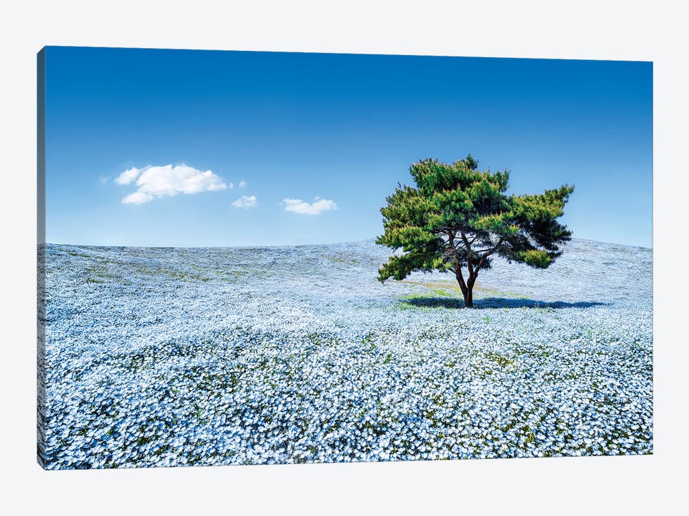 Baby Blue Eyes Nemophila Flowers In Full Bloom, Hitatchi Seaside Park, Japan by Jan Becke 1-piece Canvas Print