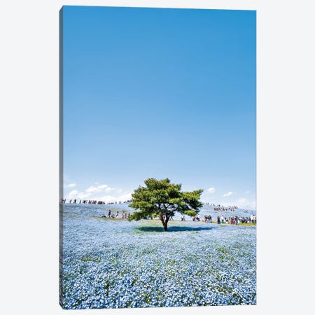 Lonely Tree With Baby Blue Eyes Nemophila Flowers At The Hitatchi Seaside Park Canvas Print #JNB1504} by Jan Becke Canvas Artwork