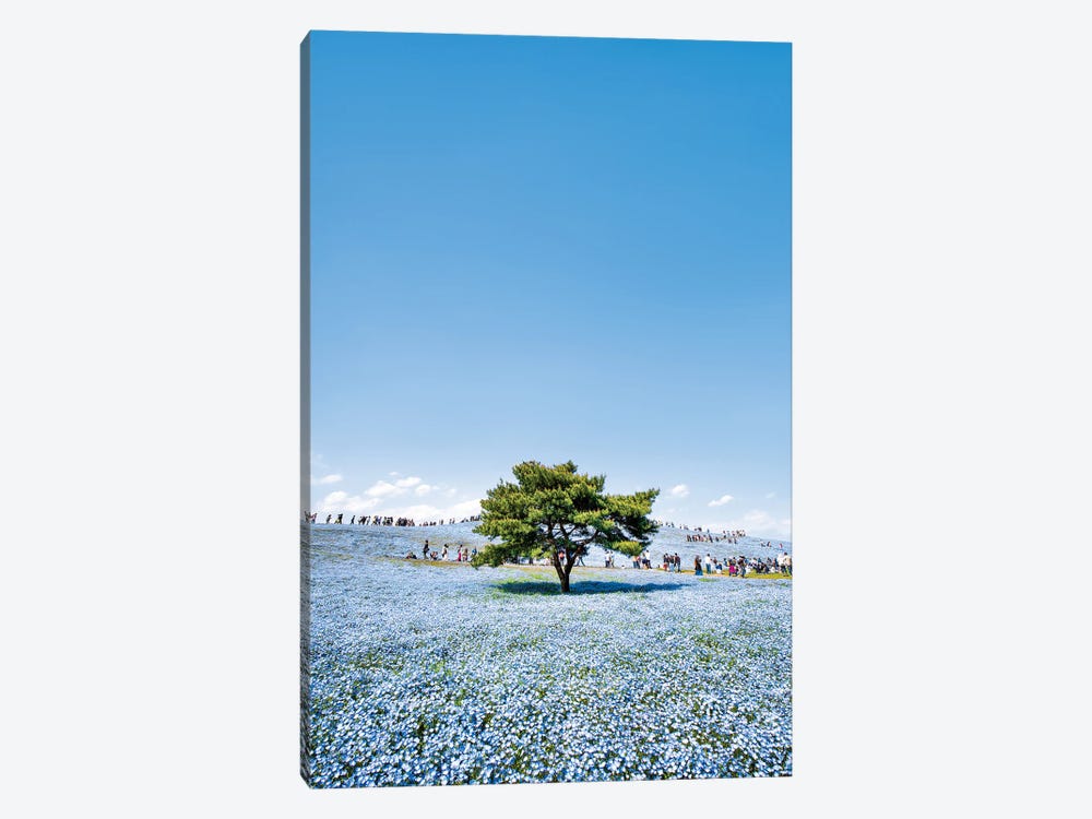 Lonely Tree With Baby Blue Eyes Nemophila Flowers At The Hitatchi Seaside Park by Jan Becke 1-piece Canvas Art