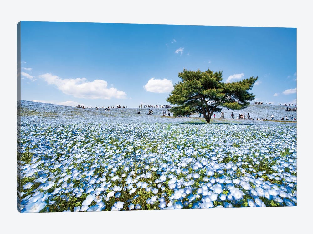 Baby Blue Eyes Nemophila Flowers, Hitatchi Seaside Park by Jan Becke 1-piece Canvas Print