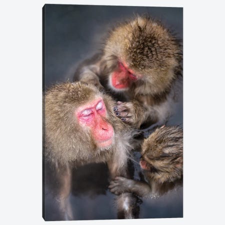 Group Of Japanese Macaques (Snow Monkeys) Pair Grooming Each Other Canvas Print #JNB1508} by Jan Becke Art Print
