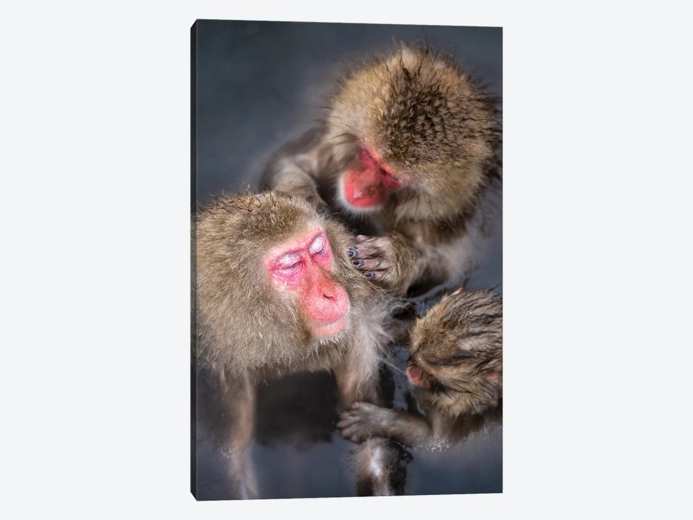 Group Of Japanese Macaques (Snow Monkeys) Pair Grooming Each Other by Jan Becke 1-piece Canvas Artwork
