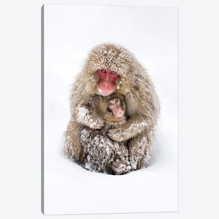 Japanese Macaques Also Known As Snow Monkey Canvas Print #JNB1509} by Jan Becke Canvas Print