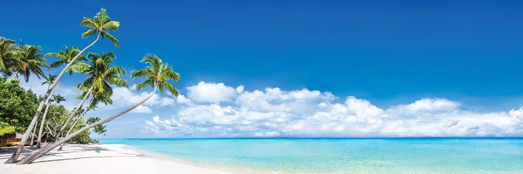 Beach Panorama With Palm Trees